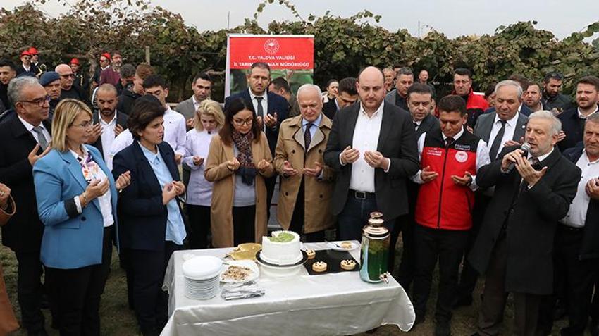 Yalova'da coğrafi işaretli kivinin hasadı başladı