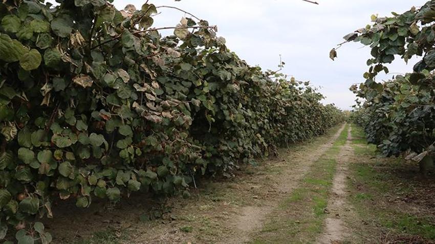 Yalova'da coğrafi işaretli kivinin hasadı başladı