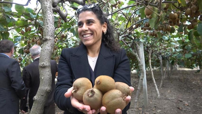 Yalova'da coğrafi işaretli kivinin hasadı başladı