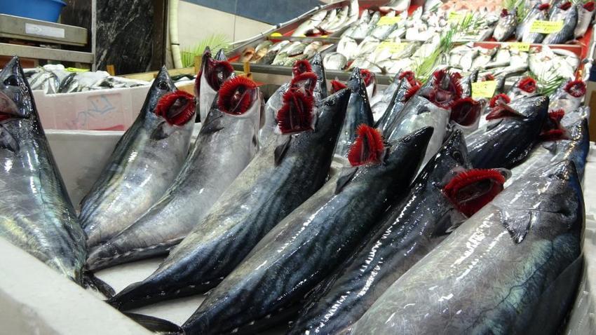 Çanakkale'de denizlerin bereketi tezgahlara yansıdı