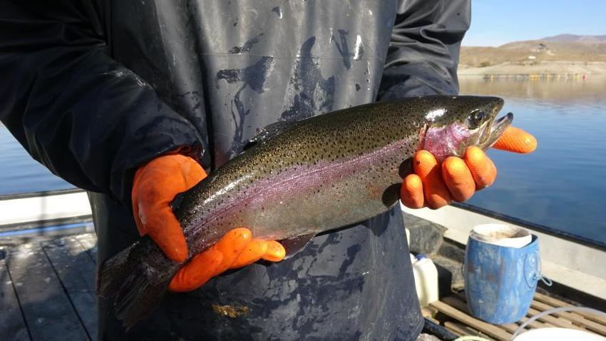Denize kıyısı olmayan Sivas'ta yetişen somonlar dünyanın dört bir yanına gönderiliyor