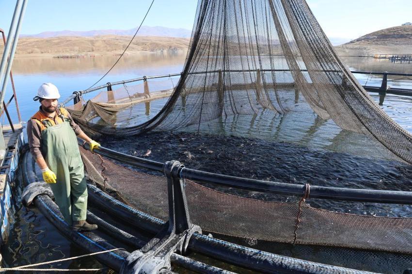 Denize kıyısı olmayan Sivas'ta yetişen somonlar dünyanın dört bir yanına gönderiliyor