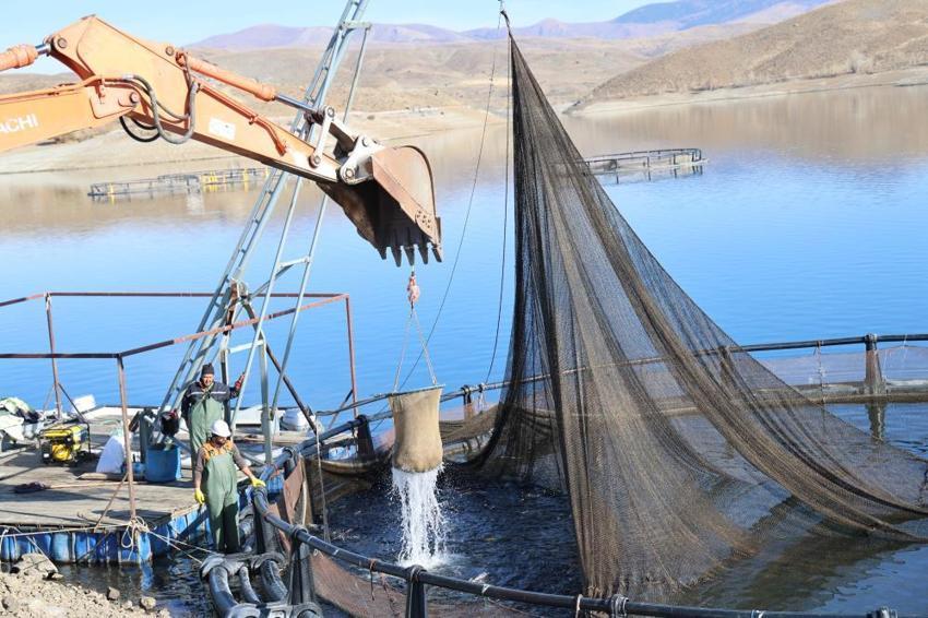 Denize kıyısı olmayan Sivas'ta yetişen somonlar dünyanın dört bir yanına gönderiliyor