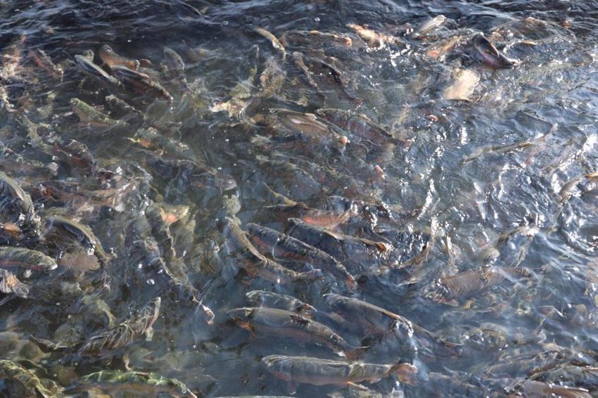 Denize kıyısı olmayan Sivas'ta yetişen somonlar dünyanın dört bir yanına gönderiliyor