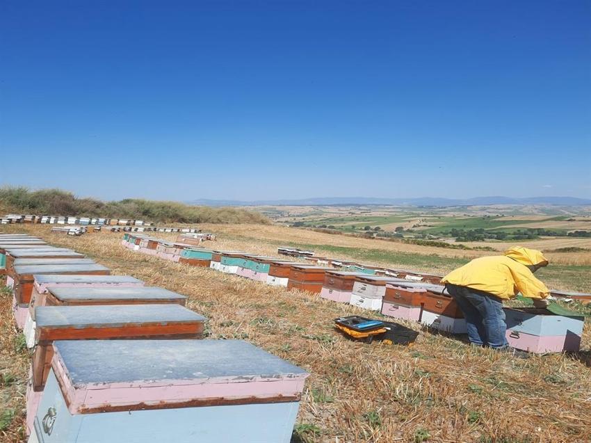 Samsun’da yetiştirdi, Bosna'da altın madalya kazandı! Öğretim görevlisinin arıcılık hikayesi