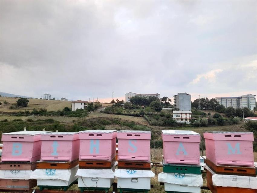 Samsun’da yetiştirdi, Bosna'da altın madalya kazandı! Öğretim görevlisinin arıcılık hikayesi