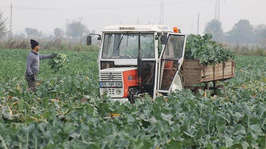 Samsun Bafra Ovası'nda brokoli hasadı mesaisi: 13 bin ton rekolte beklentisi