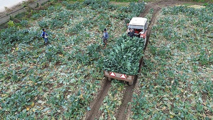 Samsun Bafra Ovası'nda brokoli hasadı mesaisi: 13 bin ton rekolte beklentisi