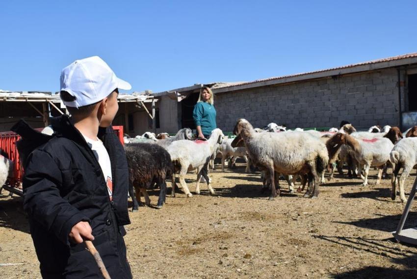 Karaman'da üniversiteli anne hem koyunlarına hem de kendi kuzusuna bakıyor
