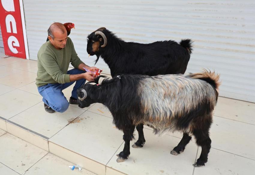 Seyhan'da bir adam keçileri ve horozuyla arkadaş oldu