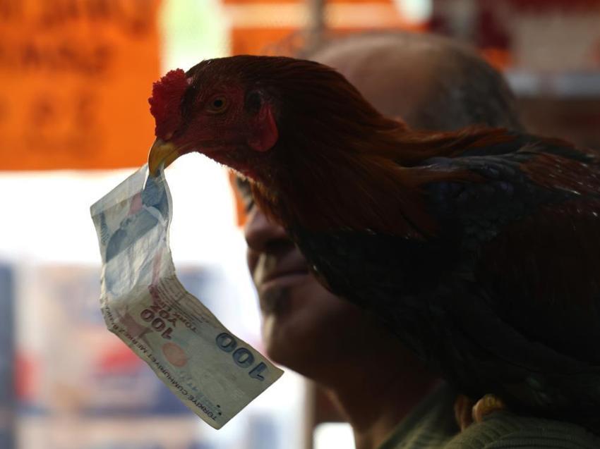 Seyhan'da bir adam keçileri ve horozuyla arkadaş oldu