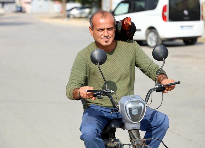 Seyhan'da bir adam keçileri ve horozuyla arkadaş oldu