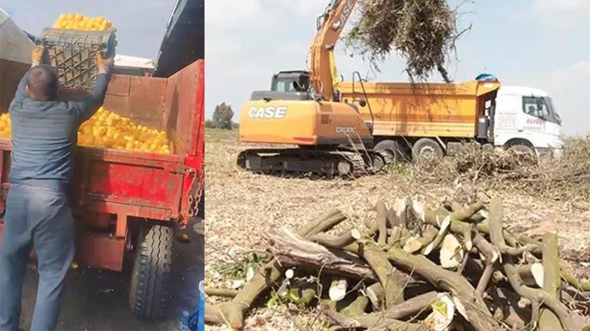 Limonda hal ve market fiyatında makas 10 kat açıldı