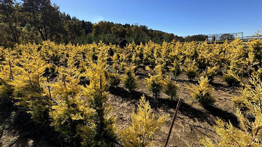 Elazığ'da yetiştirilen fidanlar Türkiye'ye nefes oluyor