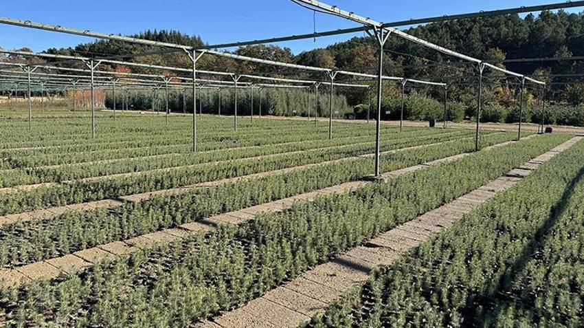 Elazığ'da yetiştirilen fidanlar Türkiye'ye nefes oluyor