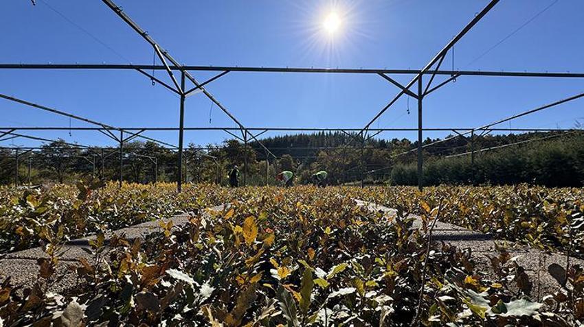 Elazığ'da yetiştirilen fidanlar Türkiye'ye nefes oluyor