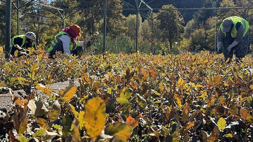 Elazığ'da yetiştirilen fidanlar Türkiye'ye nefes oluyor
