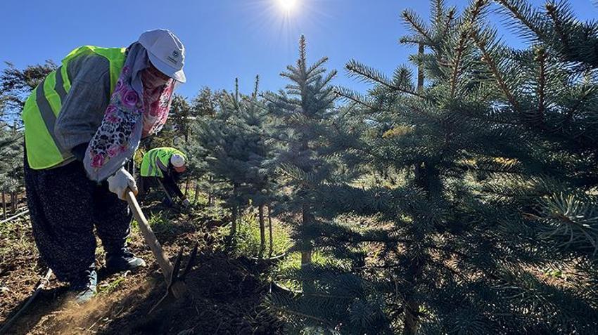 Elazığ'da yetiştirilen fidanlar Türkiye'ye nefes oluyor