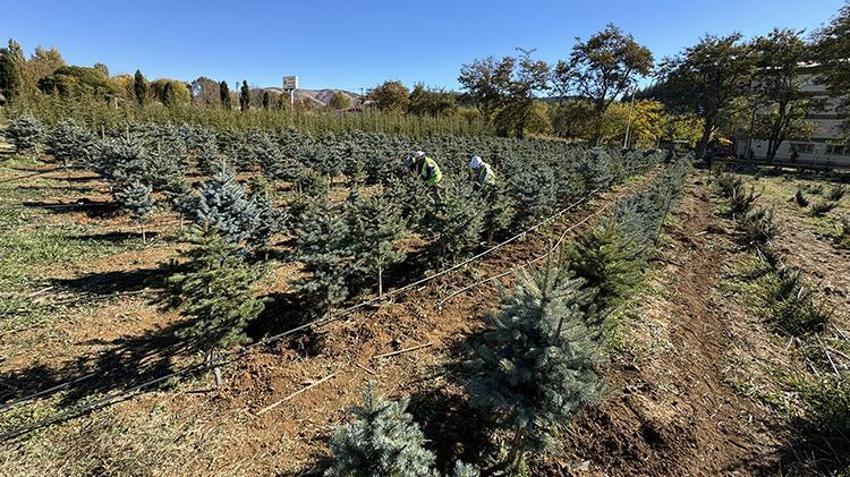 Elazığ'da yetiştirilen fidanlar Türkiye'ye nefes oluyor