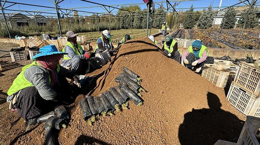 Elazığ'da yetiştirilen fidanlar Türkiye'ye nefes oluyor