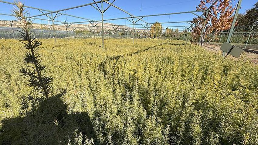 Elazığ'da yetiştirilen fidanlar Türkiye'ye nefes oluyor