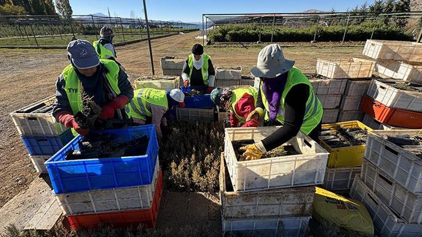 Elazığ'da yetiştirilen fidanlar Türkiye'ye nefes oluyor