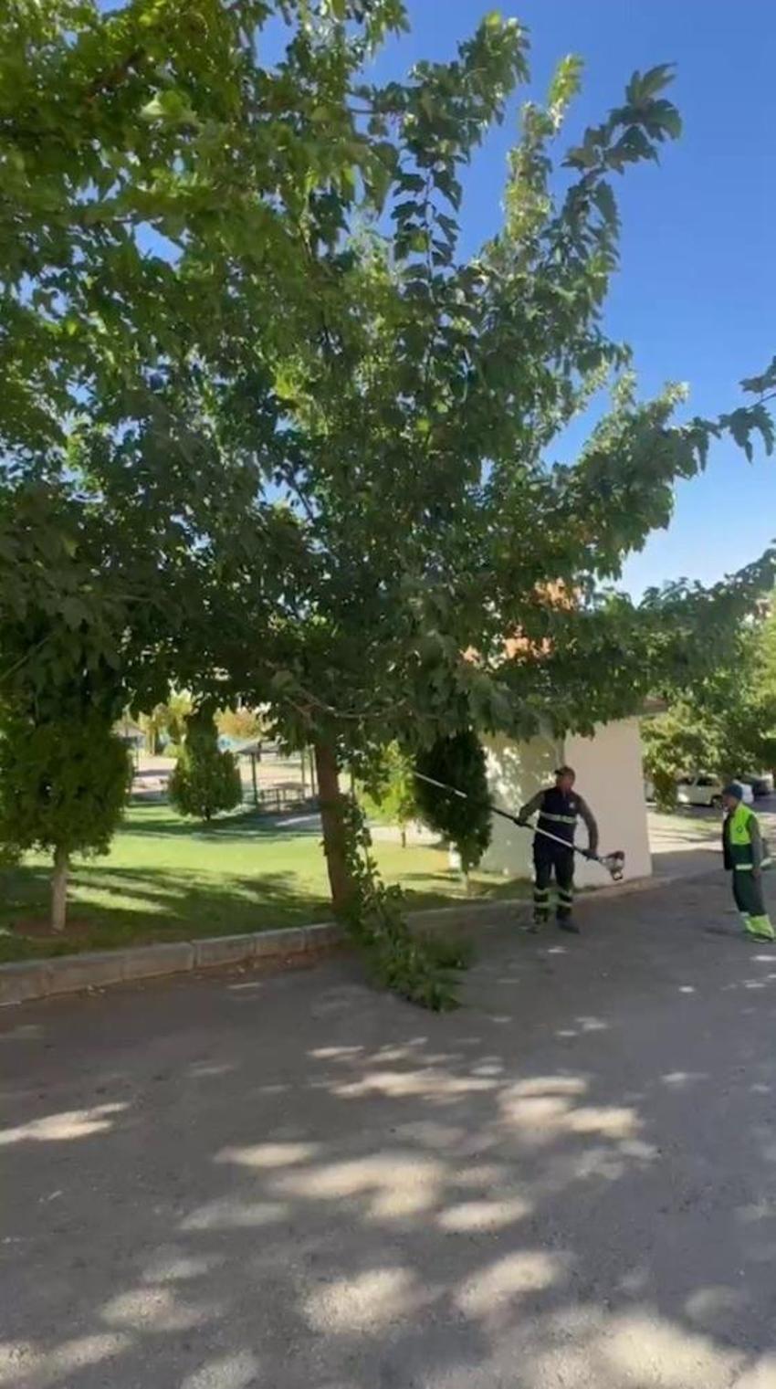 Gaziantep'te ihtiyaç sahiplerine sosyal yardım desteği: Budanan ağaçlar ihtiyaç sahiplerine yakacak oluyor