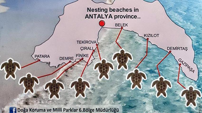 Antalya'da deniz kaplumbağalarında rekor artış: 458 bin 714 yavru denize ulaştı