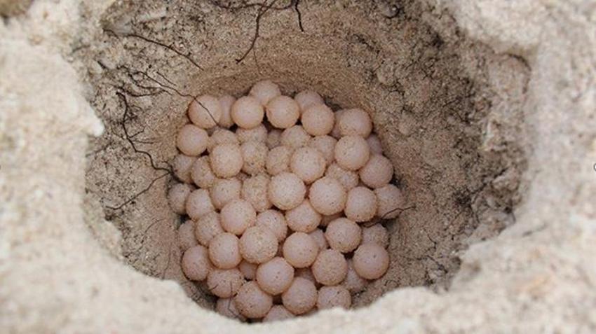 Antalya'da deniz kaplumbağalarında rekor artış: 458 bin 714 yavru denize ulaştı