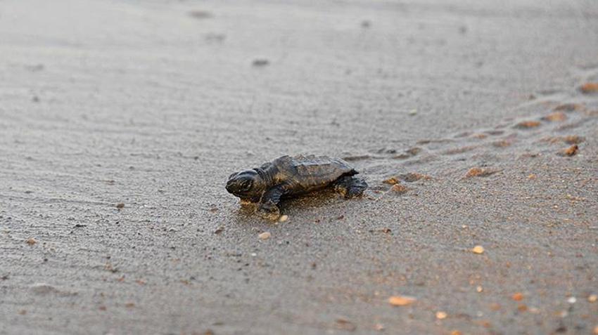 Antalya'da deniz kaplumbağalarında rekor artış: 458 bin 714 yavru denize ulaştı