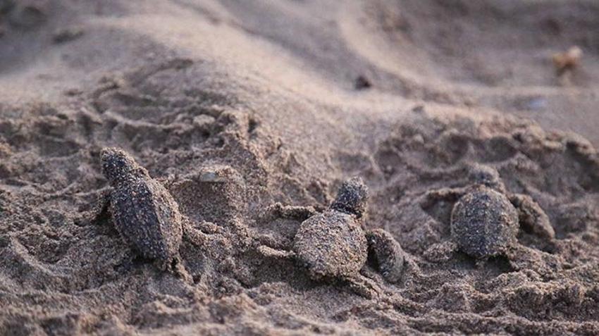 Antalya'da deniz kaplumbağalarında rekor artış: 458 bin 714 yavru denize ulaştı