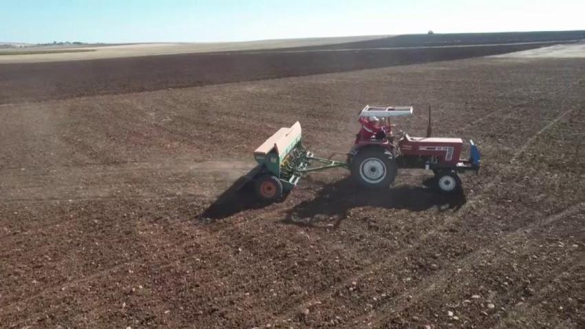 Kaybolmaya yüz tutmuş ata tohumları, Mezopotamya'nın verimli topraklarıyla yeniden buluştu