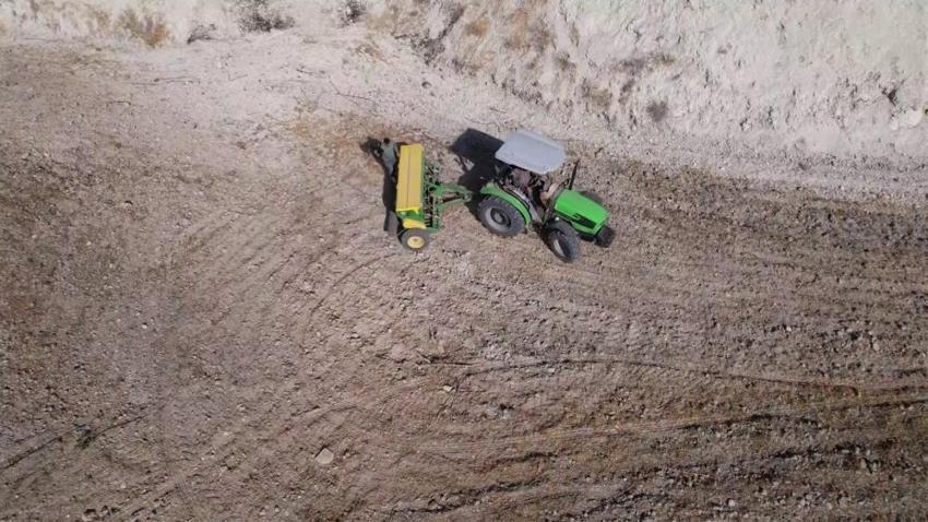 Kaybolmaya yüz tutmuş ata tohumları, Mezopotamya'nın verimli topraklarıyla yeniden buluştu