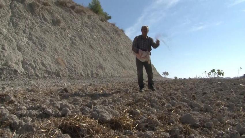 Kaybolmaya yüz tutmuş ata tohumları, Mezopotamya'nın verimli topraklarıyla yeniden buluştu