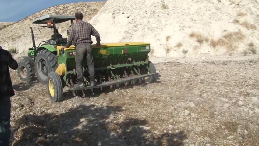 Kaybolmaya yüz tutmuş ata tohumları, Mezopotamya'nın verimli topraklarıyla yeniden buluştu
