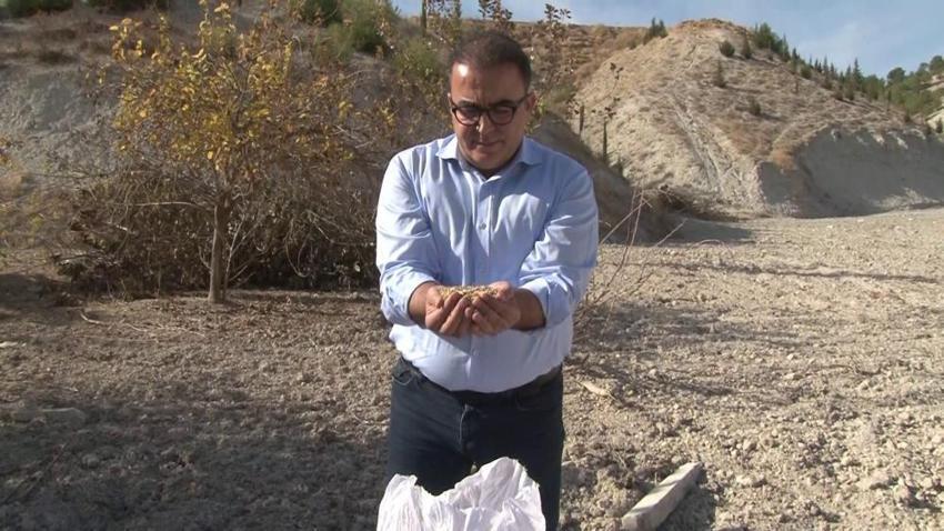 Kaybolmaya yüz tutmuş ata tohumları, Mezopotamya'nın verimli topraklarıyla yeniden buluştu