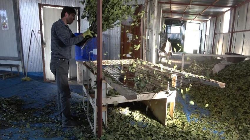 Köylüler topluyor, 20 çeşit tıbbi bitkiyi ihraç ediliyor!