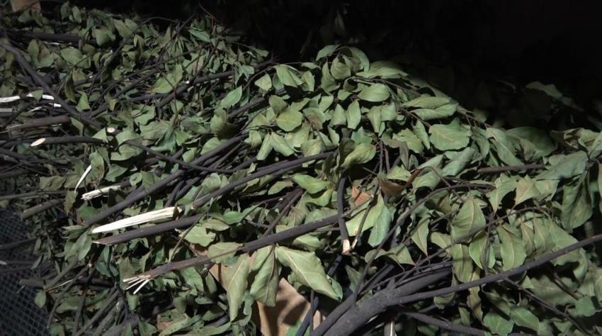 Köylüler topluyor, 20 çeşit tıbbi bitkiyi ihraç ediliyor!