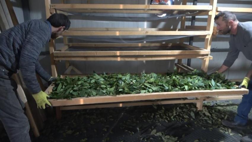 Köylüler topluyor, 20 çeşit tıbbi bitkiyi ihraç ediliyor!