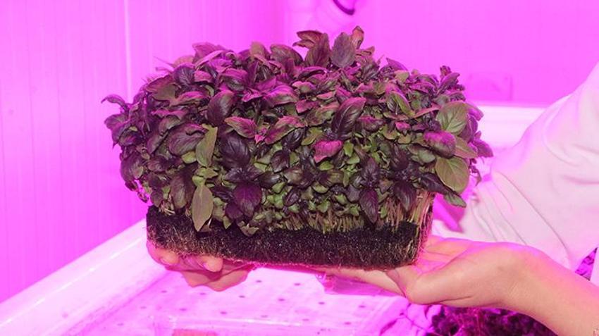 Çukurova Üniversitesi akademisyenleri geliştirdi: Afetlere ve iklim değişikliğine karşı bitki fabrikaları!