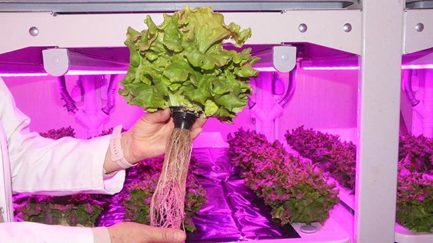 Çukurova Üniversitesi akademisyenleri geliştirdi: Afetlere ve iklim değişikliğine karşı bitki fabrikaları!