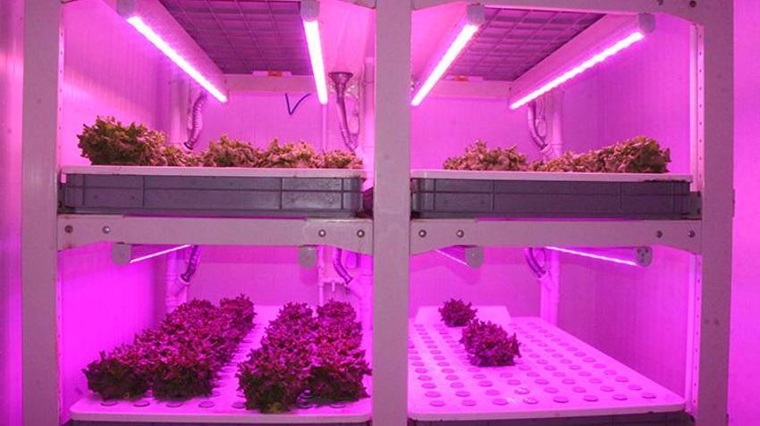 Çukurova Üniversitesi akademisyenleri geliştirdi: Afetlere ve iklim değişikliğine karşı bitki fabrikaları!