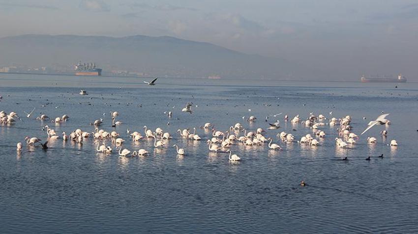 İzmit Körfezi yüzlerce flamingoya ev sahipliği yapıyor