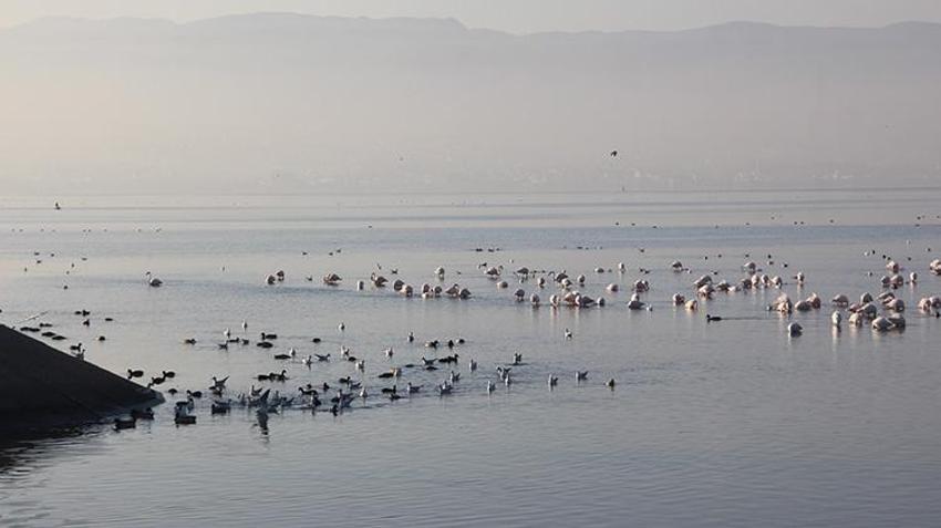 İzmit Körfezi yüzlerce flamingoya ev sahipliği yapıyor