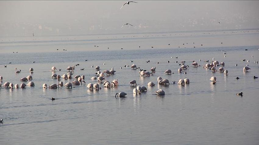 İzmit Körfezi yüzlerce flamingoya ev sahipliği yapıyor