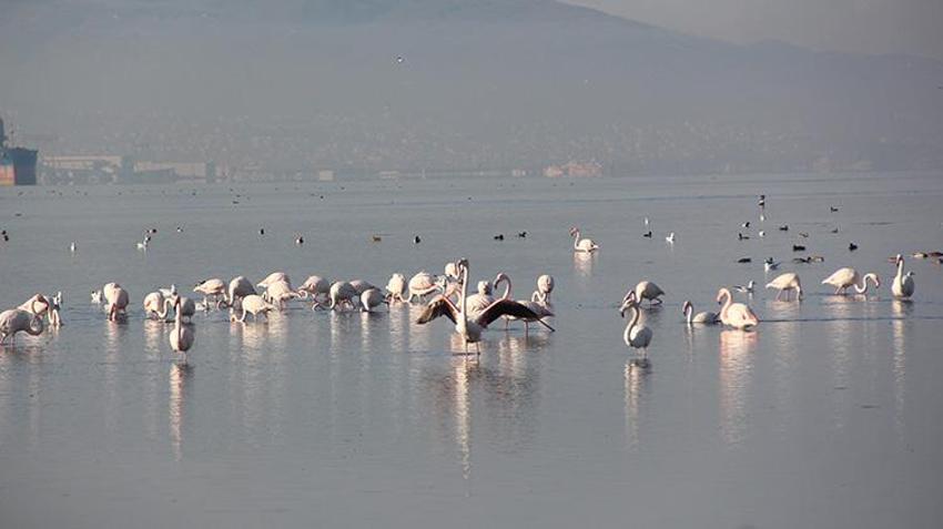 İzmit Körfezi yüzlerce flamingoya ev sahipliği yapıyor