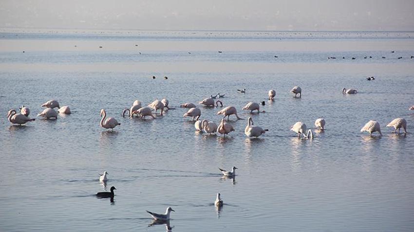 İzmit Körfezi yüzlerce flamingoya ev sahipliği yapıyor