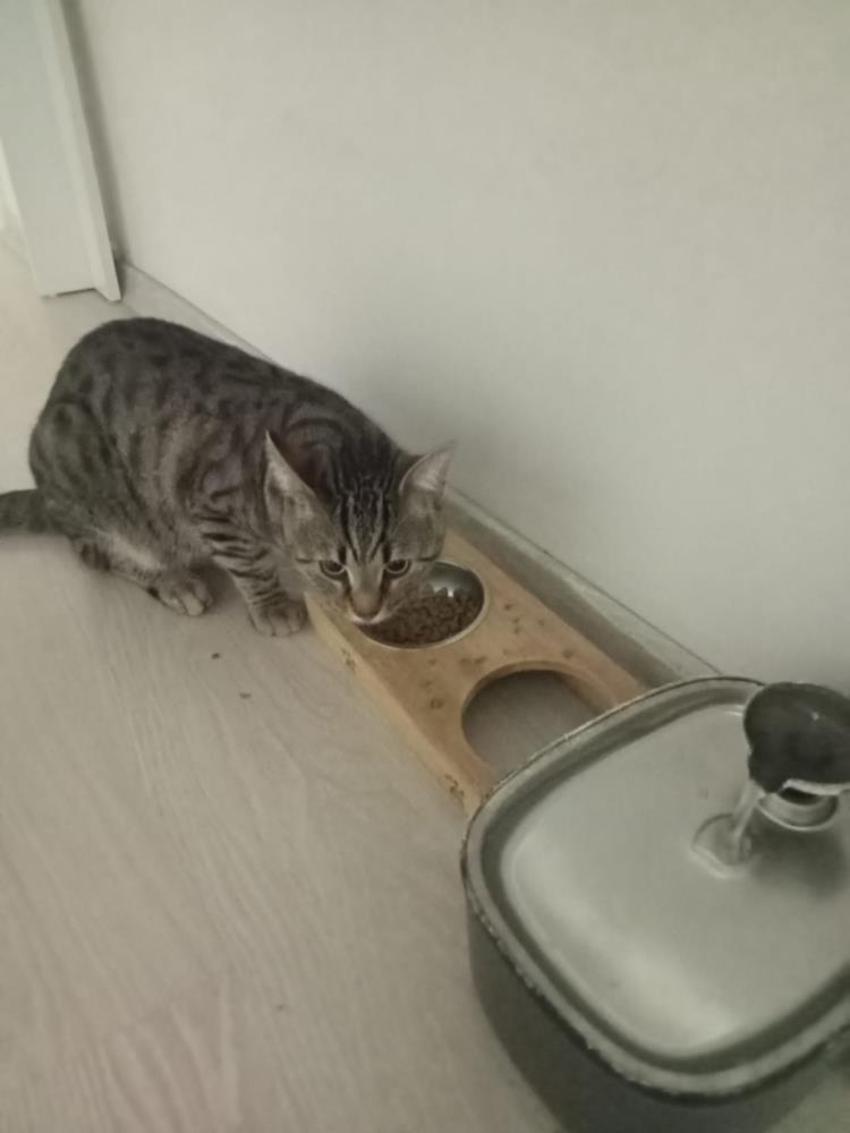 İzmir'de ev sahibi dehşeti! Kedi besleyen kiracılarını çift çivili sopalarla dövdüler
