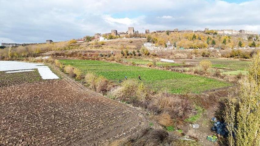 Hevsel Bahçeleri'nde sezonun son hasadı yapılıyor