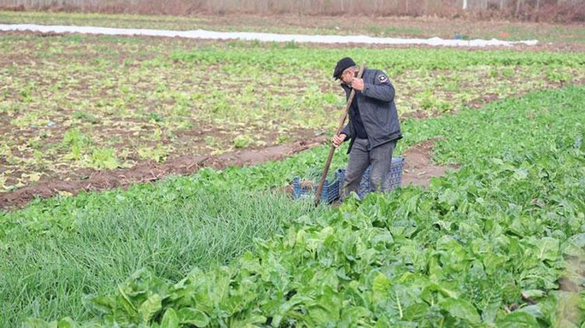Hevsel Bahçeleri'nde sezonun son hasadı yapılıyor
